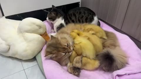 Fantastic animals!The kitten hugs the little duck and sleeps.Mother duck’s behavior so funny cute
