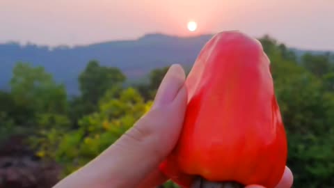 Red cashew fruits picking and eating in forest