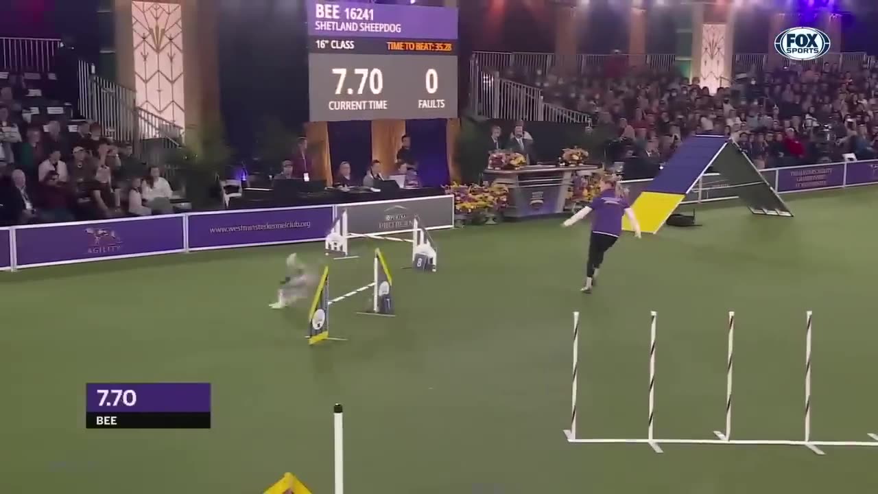 Best of 2022 Masters Agility Championships from Westminster Kennel Club