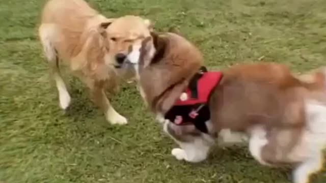 Funny dog compilation