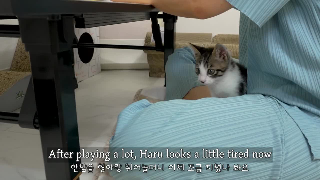 How Does the Rescued Kitten Play with the Big Cat │ Episode.42