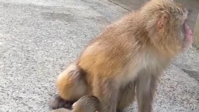 Monkeys are really smart animals that they like very much