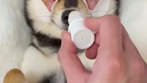 Body treatment of cute dog 🐶