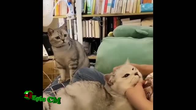 Funniest Cat Video Compilation 2022 #007