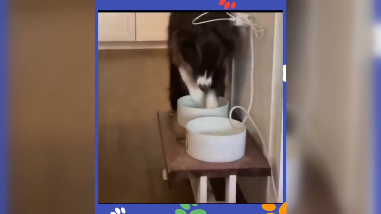 🤣 try to laugh funny animals 🤣