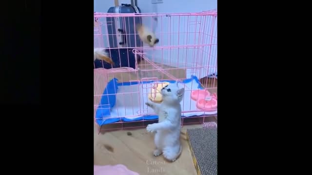 so cute pets, cute baby animals and funny pets