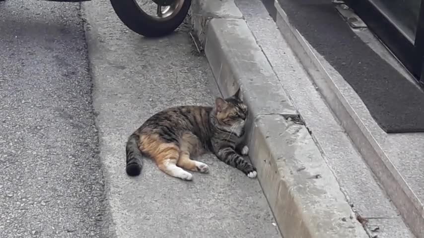 Cat sitting in the shade to avoid the heat