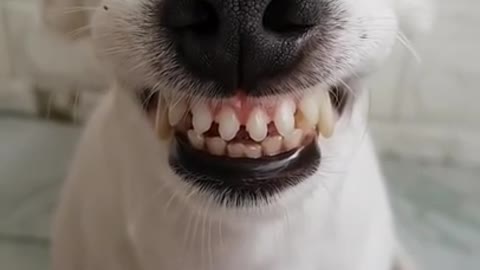 Dog with a Colgate Smile 😁