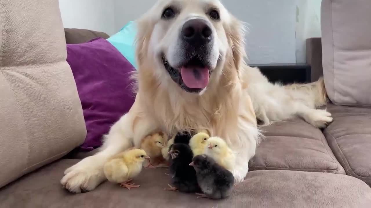 Adorable Golden Retriever and Cute Baby Chicks