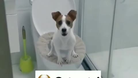 😱 Cute dog while using Restroom 😍