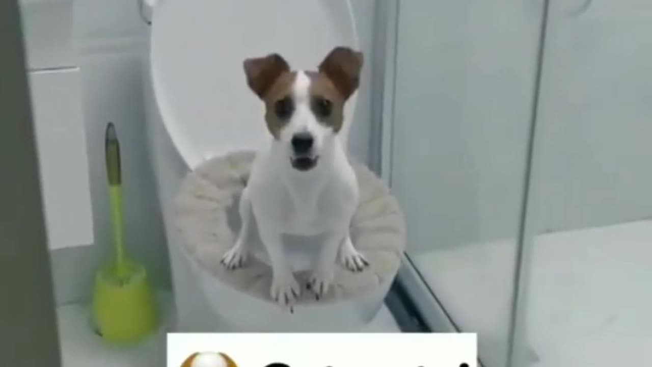 😱 Cute dog while using Restroom 😍