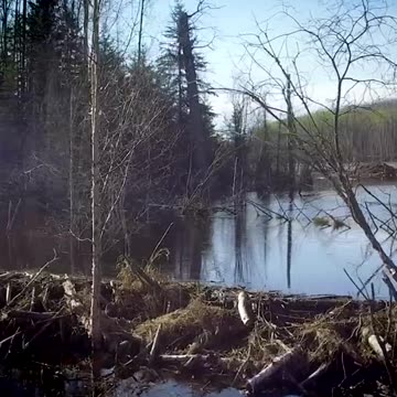Imagine having these teeth! 🤯 🦷