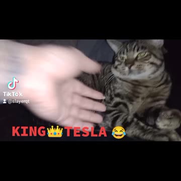 KING TESLA 😻😻😂