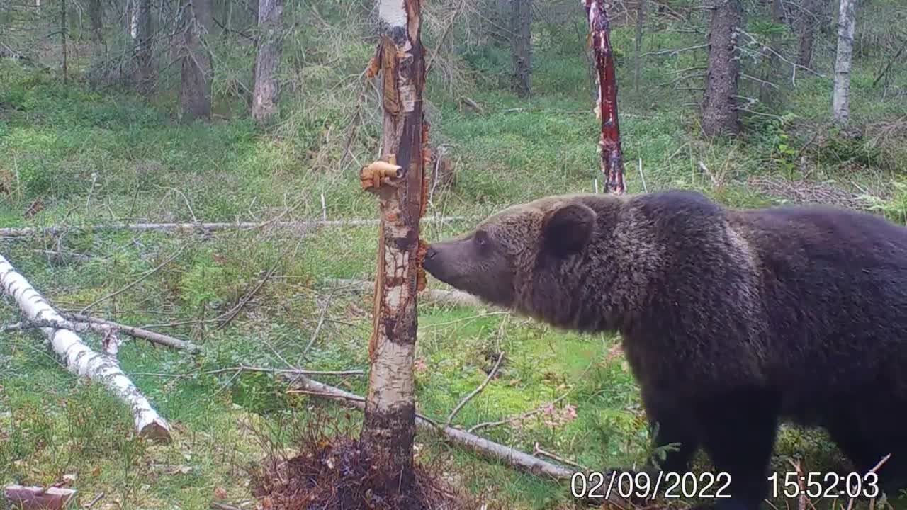 karhu , susi , ilves ja hirvi kameralla