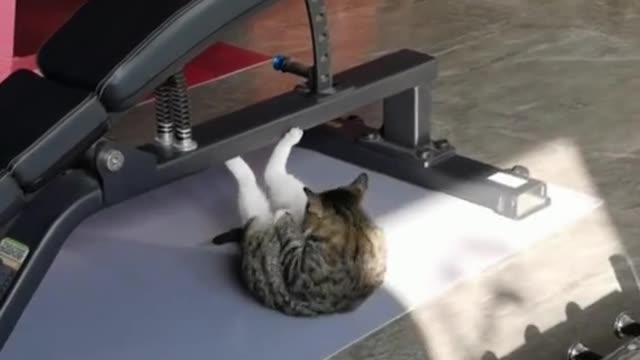 This cat works harder then me #cat #short