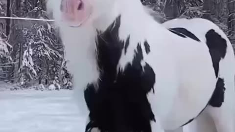 Beautiful Gypsy Vanner Horse