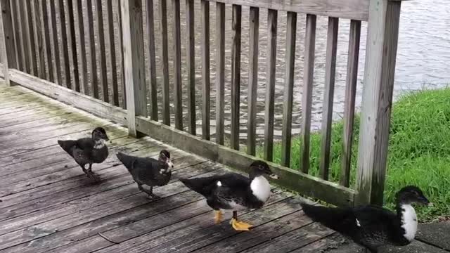 Ducks In a Row