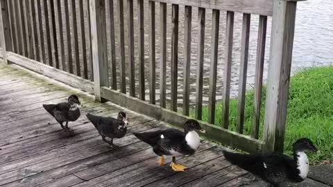 Ducks In a Row