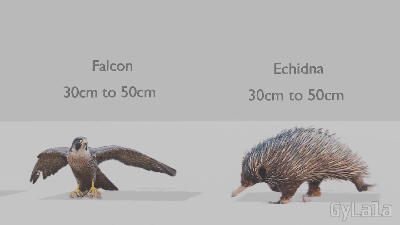 I'M BIGGER THAN YOU (ANIMAL SIZE COMPARISON)