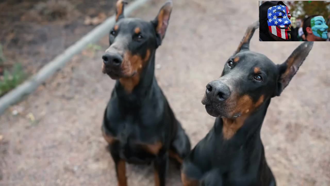 Dog Breeds - Doberman Pinscher - The Ultimate Guide to Doberman Pinschers