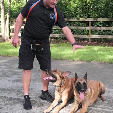 Belgian Malinois vs Malinois X: Which Dog Is Right for You?