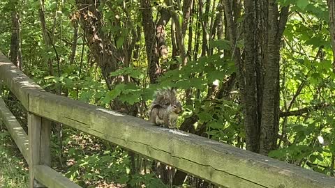 Grey Squirrel having lunch