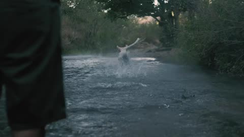 Dog catches a ball in a river 