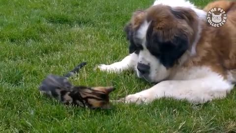 Funny Animals