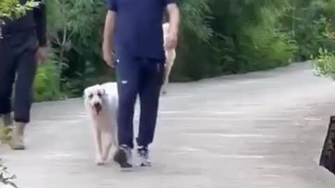 Live Imran khan waking