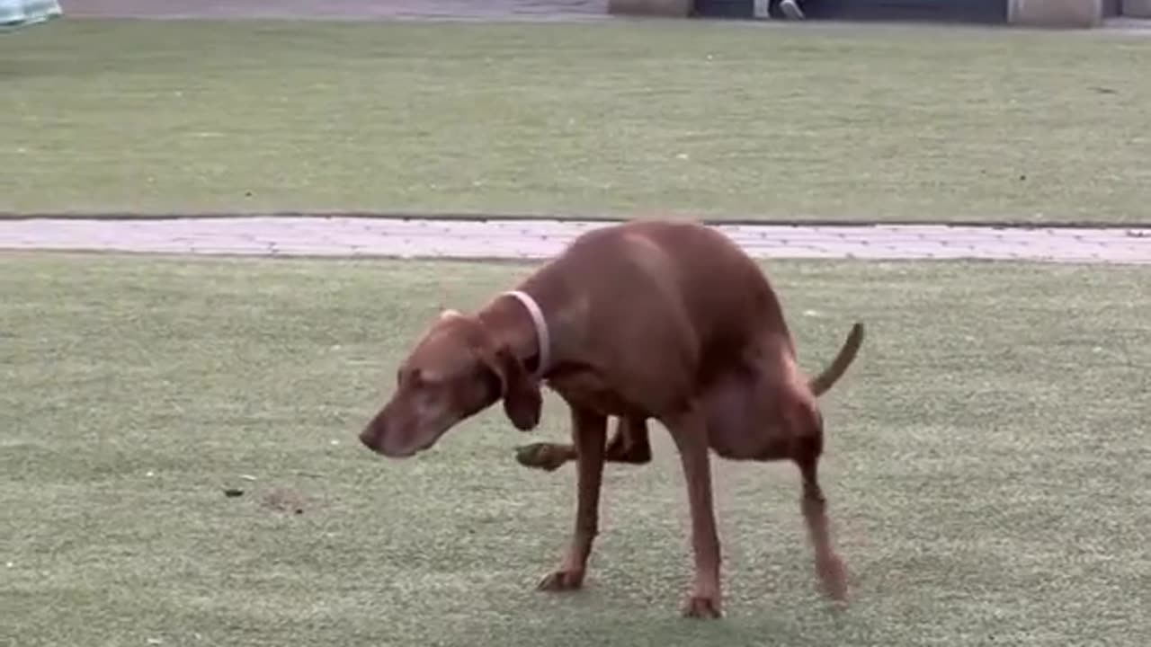 Funny dog video