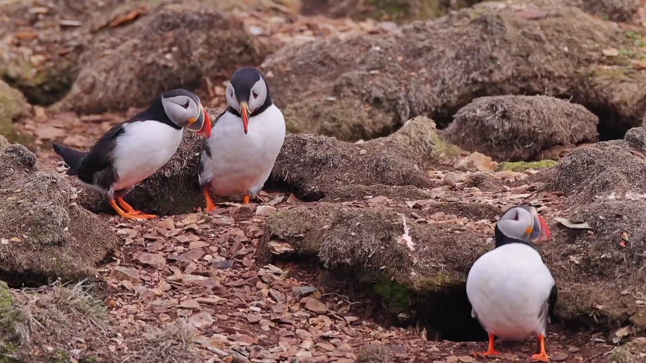 পাখি 🐦