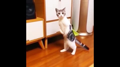 Funny cat video,# cat funny cat,# funny video.