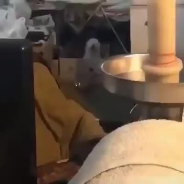 This guys got the moves..lol