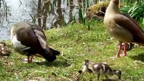 Beautiful Animals 💘💘