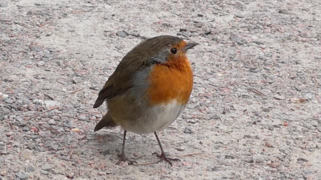 These birds are beautiful.