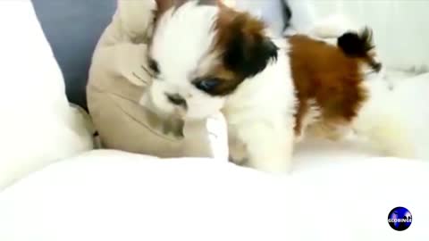 Cute Puppy