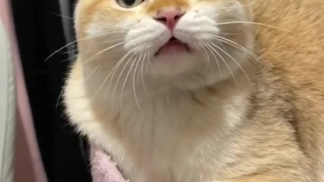 What can you hear in the cat's cry?