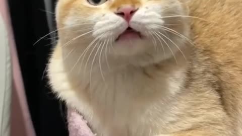 What can you hear in the cat's cry?