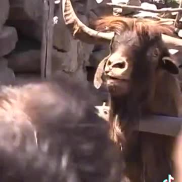 Goat Man funny