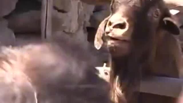 Goat Man funny