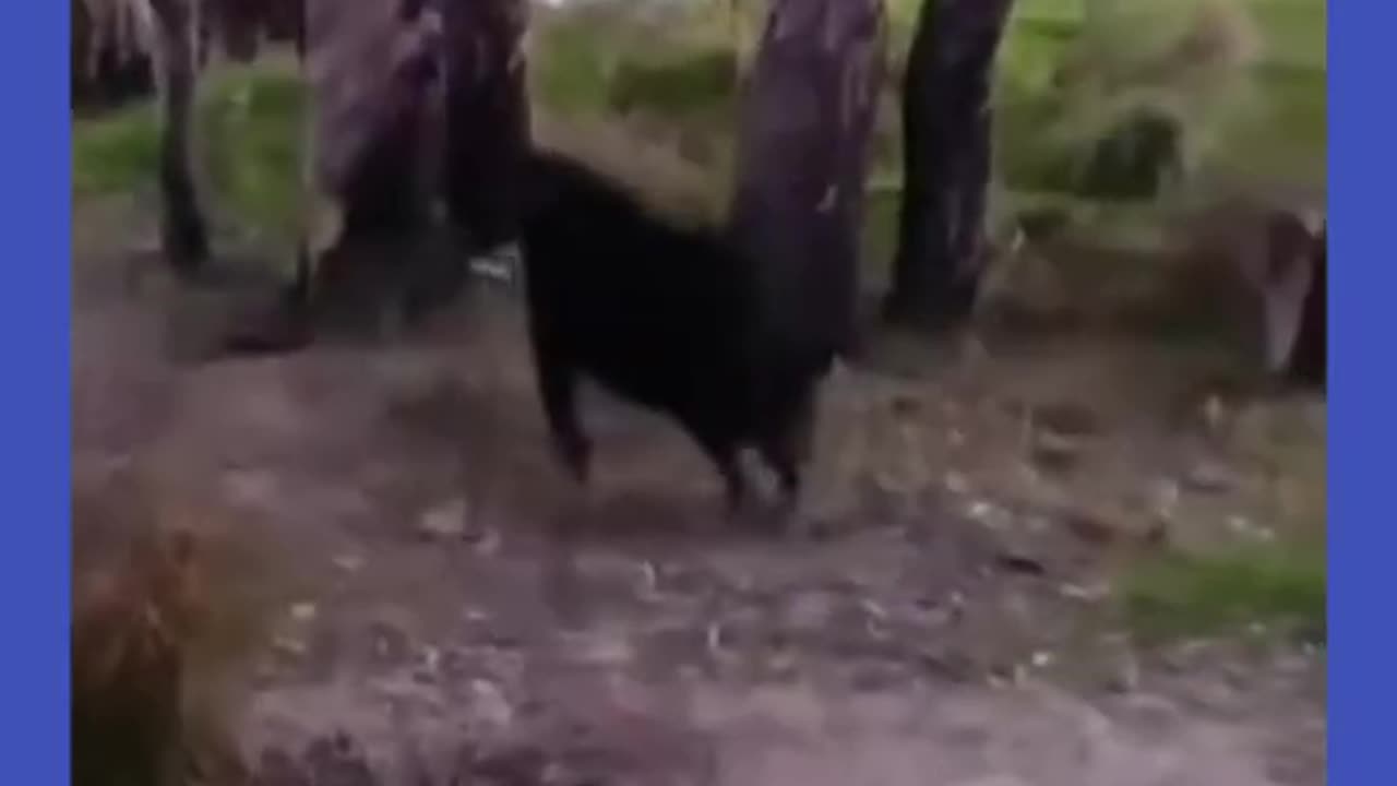Funny animals videos