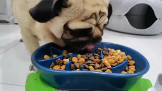 The dog tastes so good