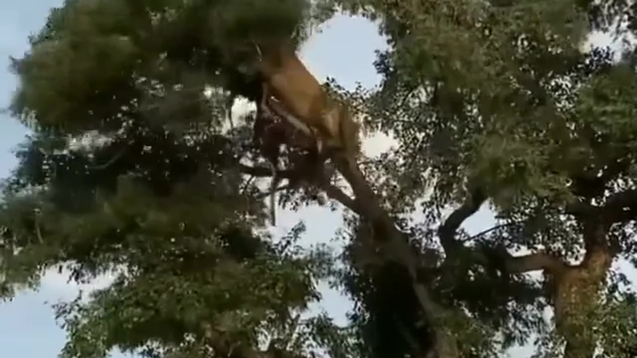 Check out this crazy footage of a lion and a leopard falling out of a tree