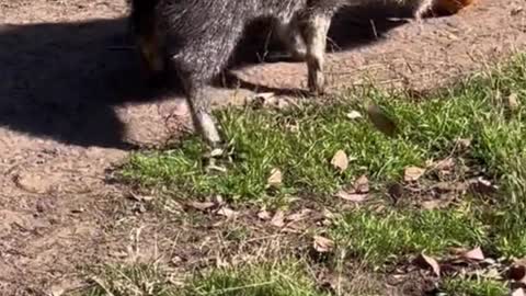 Is this a wild boar? They seem to enjoy playing with pumpkins,