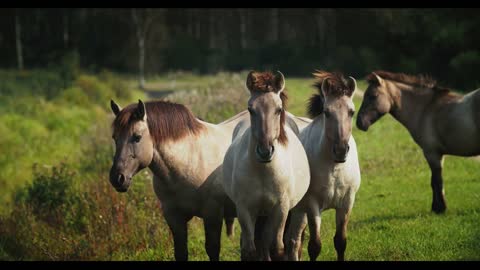 Tarpan wild horse male on the field