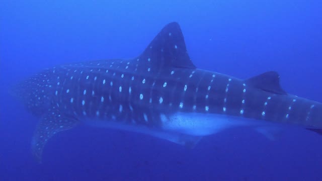 Found gigantic whale shark 🦈