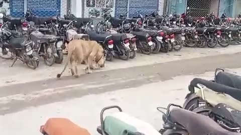 Tiger attack