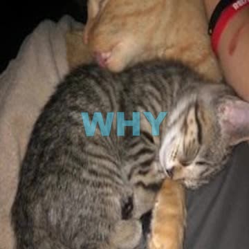 THIS IS WHY EVERYONE ❤ KITTENS/CATS!!!