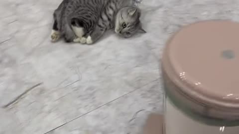 Cute cat funny reaction