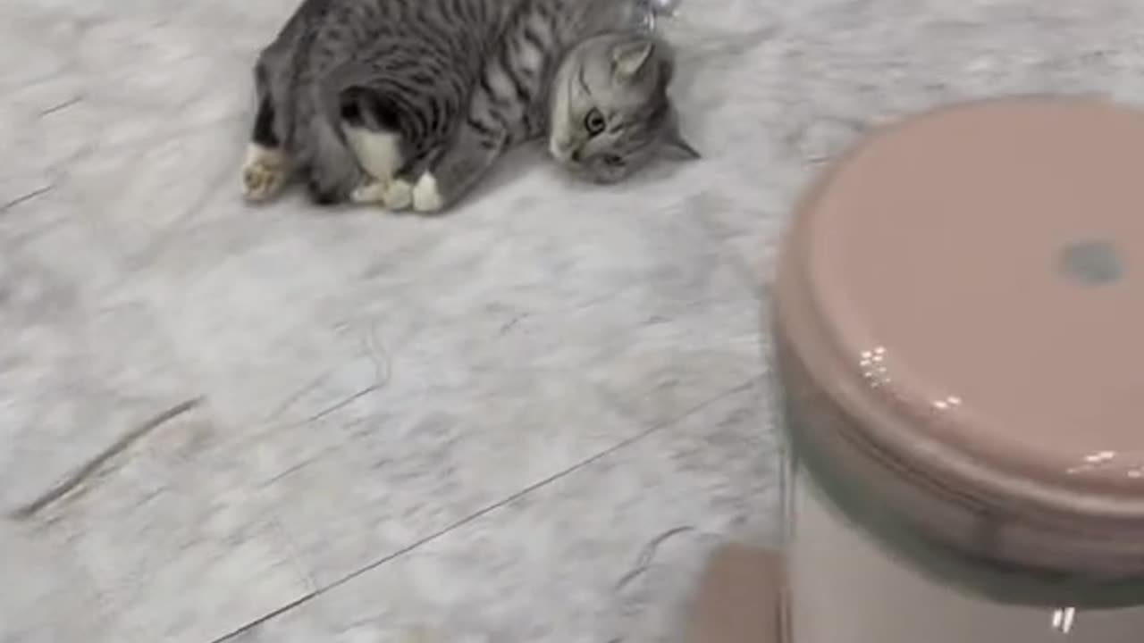 Cute cat funny reaction